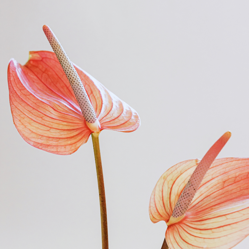 5 Ways to Generate New Content Ideas as a Social Media Manager